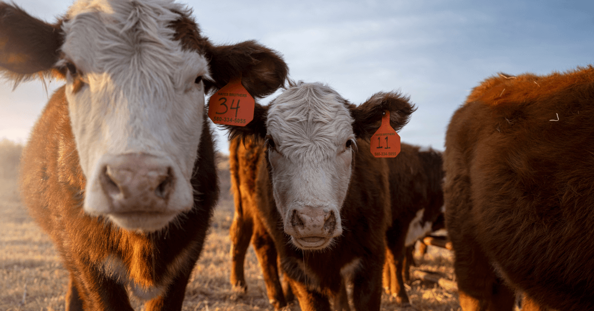 How to Determine Cow-Calf Pairs For Pasture Land